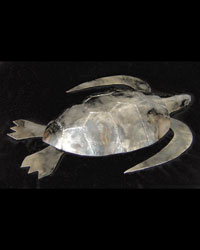 Leatherback Turtle